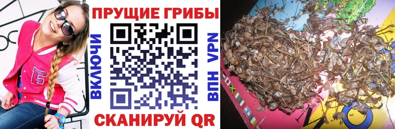 Галлюциногенные грибы Psilocybine cubensis  Райчихинск 